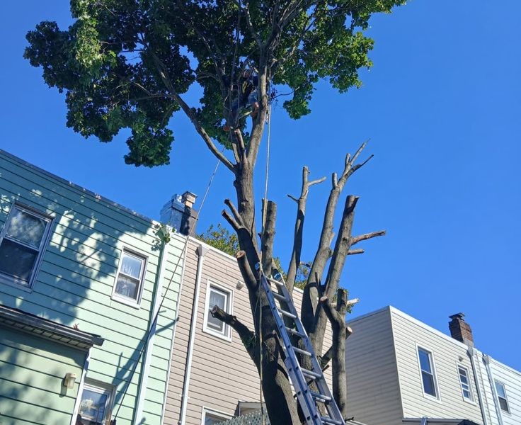 Tree felling Cape Town